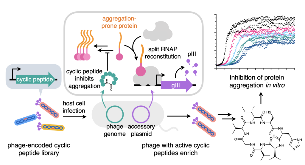 graphical abstract for Yang NCB 2025