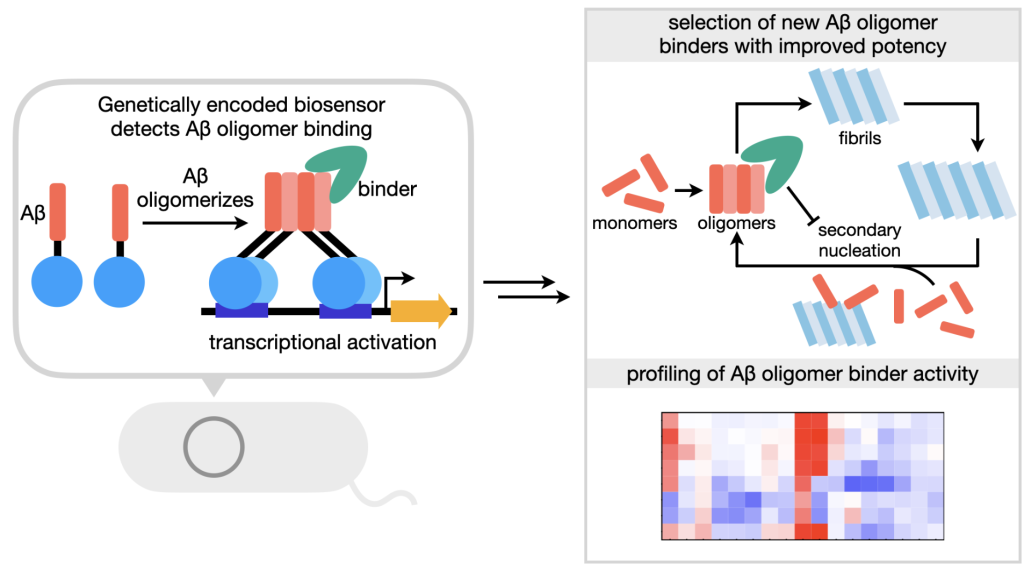 graphical abstract for Lee NCB 2025