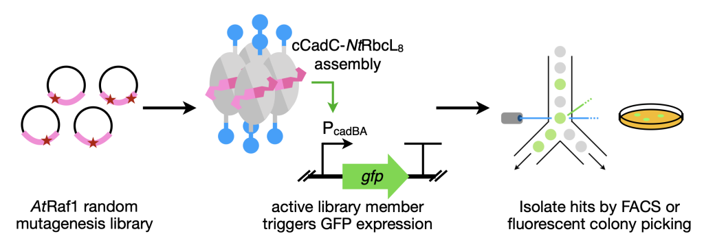 graphical overview of Li PNAS 2025